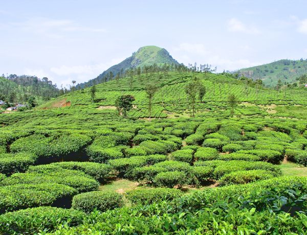 Coimbatore Ooty Kodaikanal Madurai Tour