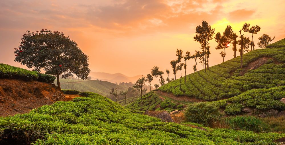 Madurai Kodaikanal Thekkady Munnar Alleppey Kochi Tour Package